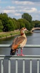 Egyptian goose standing gracefully on a bridge railing against scenic backdrop