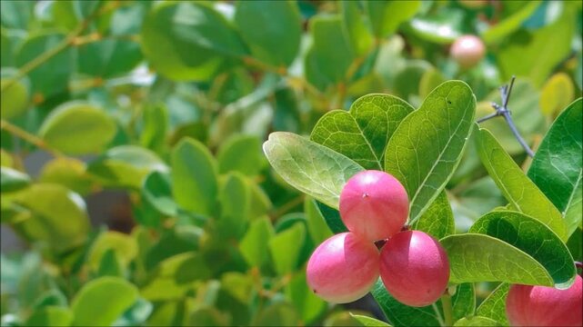 Close-up beautiful karonda carissa carandas red seeds with green leaves sway in a warm spring breeze at a tropical botanical garden, fruits that are commonly used as a condiment in Indian pickles.