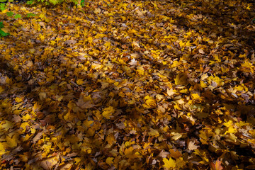 Colorful fall leaf lying on forest soil during autumn season