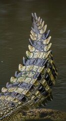 Detailed view of a crocodile tail swimming in murky water creating ripples