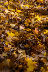 Colorful fall leaf lying on forest soil during autumn season