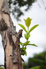 Vibrant Green Shoot Emerging from Rough Tree Bark Against a Bright Sky. Symbolizing Growth, Renewal, Resilience and the Cycle of Life in Nature