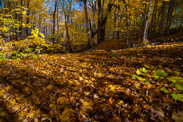 Vibrant autumn leaves on trees in a scenic landscape