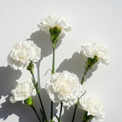 Elegant array of white carnations showcasing purity and floral beauty