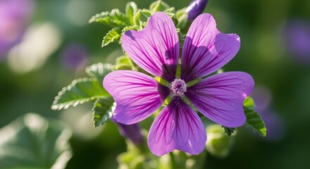 Vibrant purple malva flower, illuminated by the sun, set on soft green background