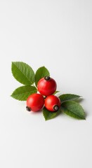 Crimson rosehips display vibrant color contrast with greenery on stark backdrop