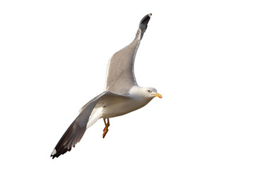 Heuglin's Gull flying isolated on transparent background png file	