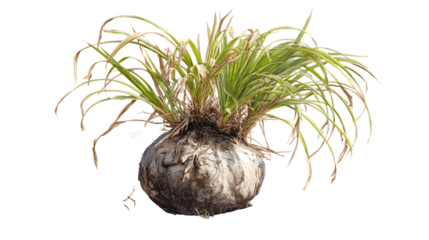Exotic ponytail palm plant with a bulbous base and green fronds against a in a studio setting for botanical illustration