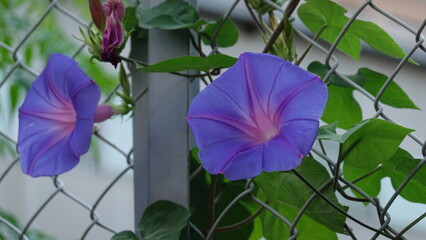 美しいアサガオの花