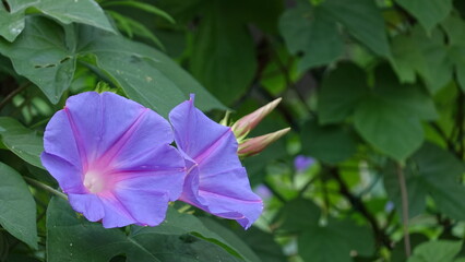 美しいアサガオの花