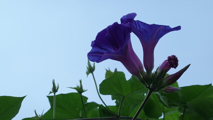 美しいアサガオの花