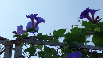 美しいアサガオの花