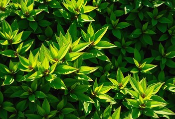 Vibrant green leaves, sun-drenched, lush foliage, summer texture,  jungle,  organic