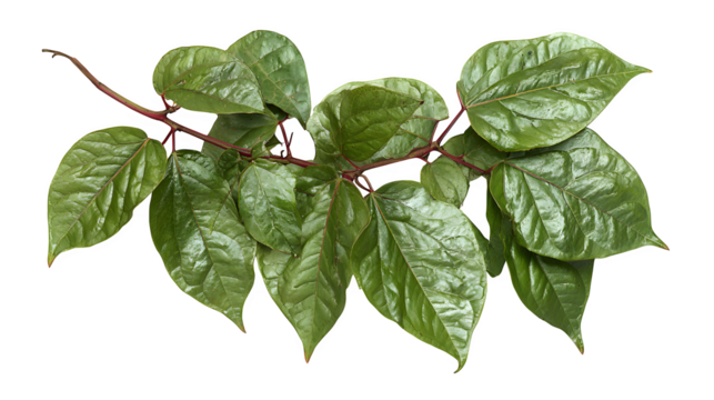 Lush betel leaves with vibrant green foliage and reddish stems create a natural botanical beauty against a stark ideal for design