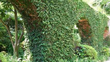 レンガの壁を這う蔦