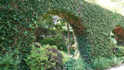 レンガの壁を這う蔦