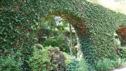 レンガの壁を這う蔦