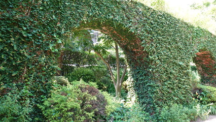 レンガの壁を這う蔦