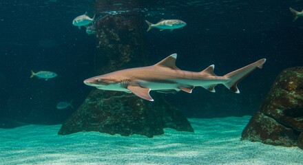 Magnificent shark gracefully gliding through underwater world captivating wildlife