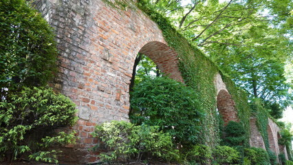 レンガの壁を這う蔦