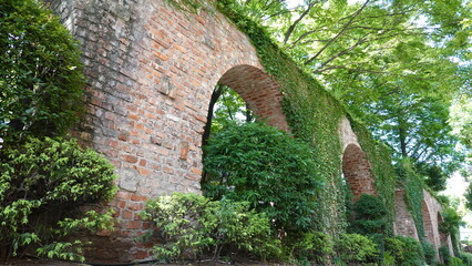 レンガの壁を這う蔦