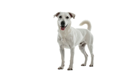 White canine with short coat stands tall, tongue out, isolated on a black background