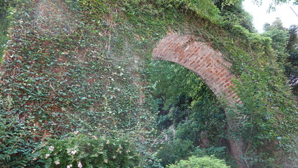 レンガの壁を這う蔦