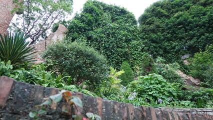 レンガの壁を這う蔦