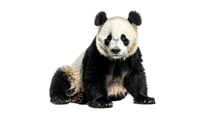 A giant panda sits centered, facing the viewer, black and white fur