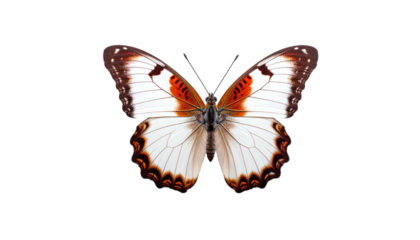 A stunning, symmetrical butterfly with white wings, orange & brown markings