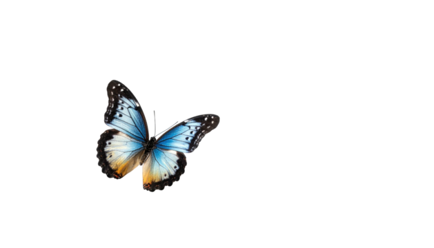 A vibrant butterfly with blue wings, detailed markings, against a black backdrop