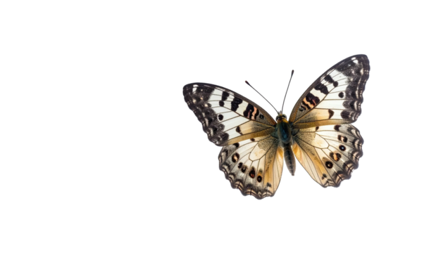 Butterfly with intricate wing patterns, isolated against a stark black background