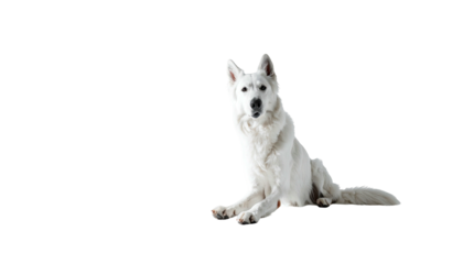 A regal white canine rests, appearing alert, against a stark black backdrop