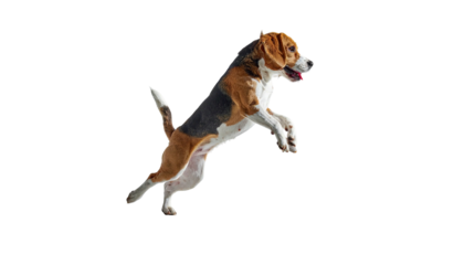 Beagle, mid-leap, isolated against a black background, showing joyful expression