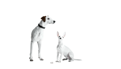 Two dogs, one standing and one sitting, against a stark black background