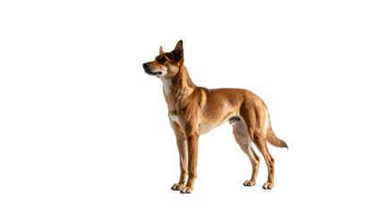 A sleek, tan-coated dog in a standing pose, isolated against a black backdrop