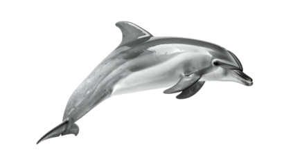 A grayscale dolphin leaps, its sleek body curving against a black background
