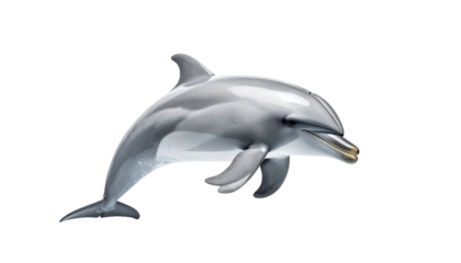 A sleek, graceful dolphin with smooth, silver skin against a stark black background
