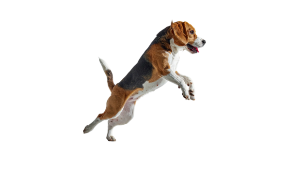 Beagle, mid-leap, isolated against a black background, showing joyful expression