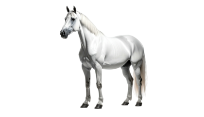 Elegant white horse with flowing mane and tail, standing in a poised stance
