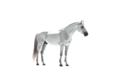 A majestic white equine stands elegantly against a stark black backdrop