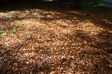 Hojas secas en el suelo
