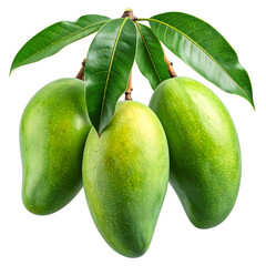 Mangoes on Branch: Three vibrant green mangoes hang gracefully from a branch, with lush green leaves. showcasing the natural beauty and freshness of this tropical fruit. 