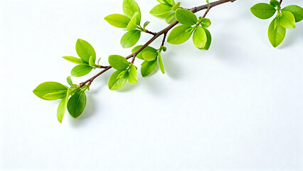 Branch with green leaves on white background