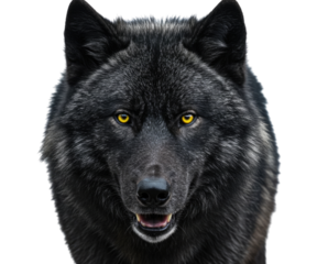 Close up of a black wolf s face with piercing yellow eyes transparent background cutout png