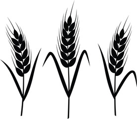 Black wheat stalks silhouette organic agriculture icon
