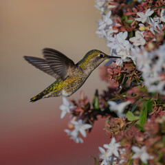 Anna’s Hummingbird Hovering Beside Blooming White and Pink Flowers