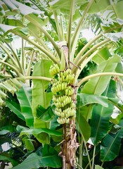 Obraz premium This classic tropical scene features a tall banana plant bearing a large, impressive bunch of bananas that are still green and developing.