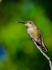 Anna’s Hummingbird perched on a tip of the tree branch