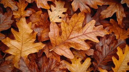 Fototapeta premium Autumn leaves, fallen, golden hues